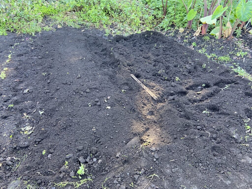 豆の予定地