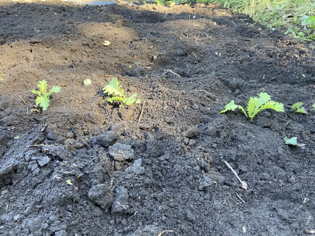 わさび菜の苗