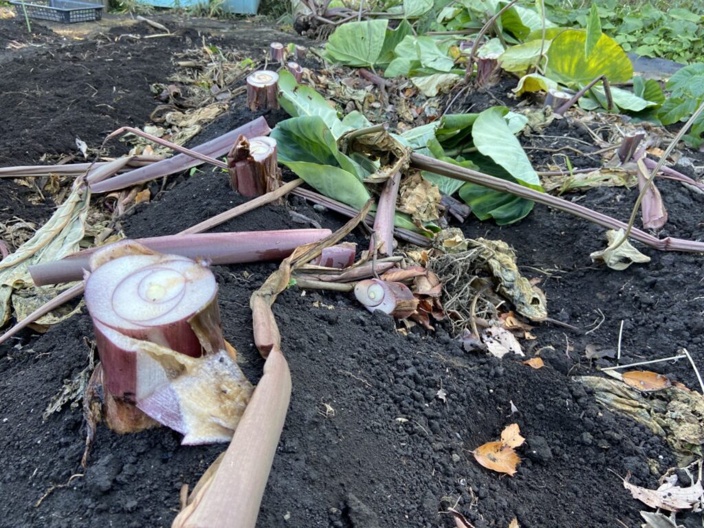 海老芋の茎を切る