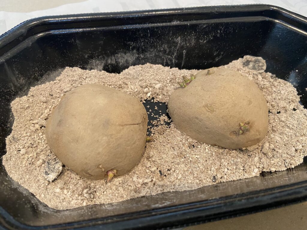 種芋の切り口にストーブの灰をまぶす