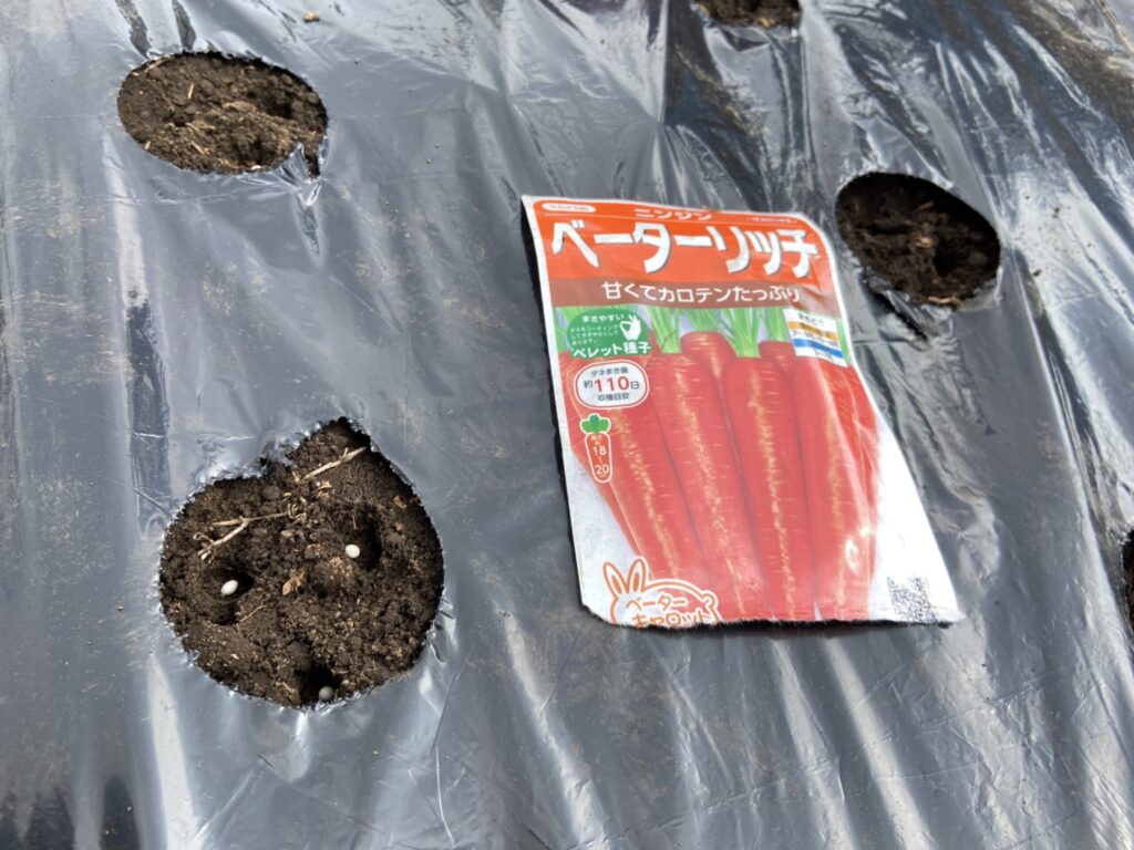 ニンジン「ベーターリッチ」を播種