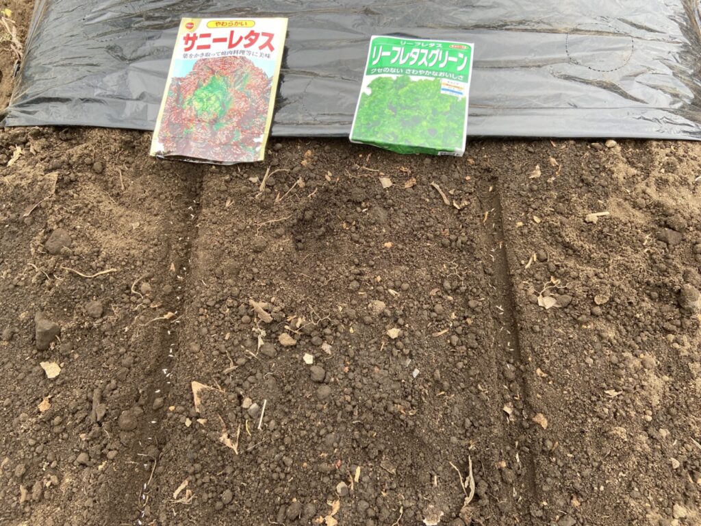 リーフレタスの播種