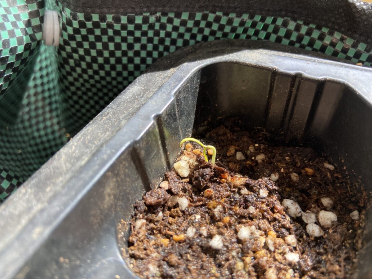 ナスの苗、発芽
