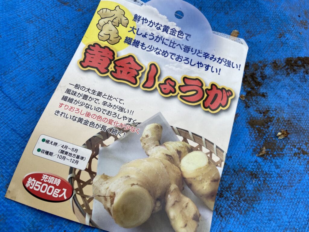 黄金しょうが