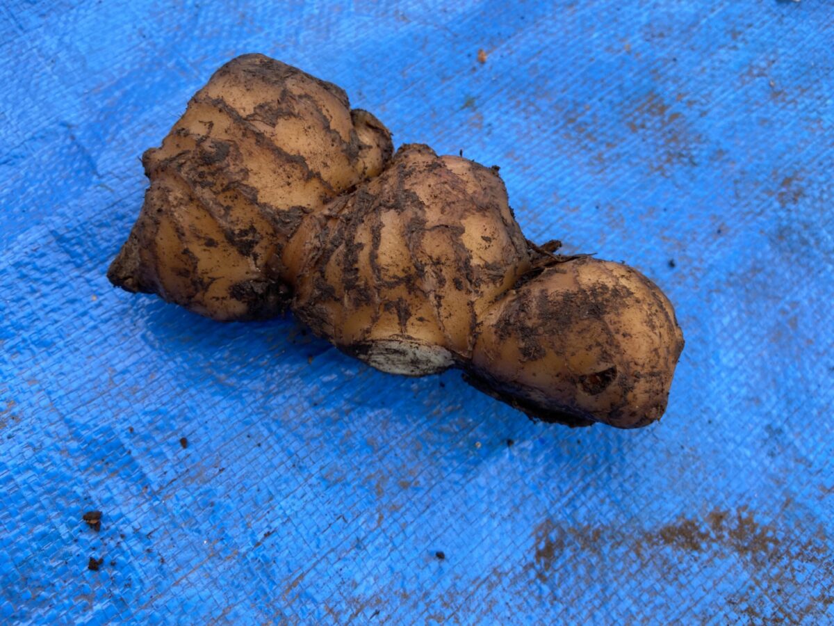 ショウガ植え付け、キュウリとズッキーニを播種