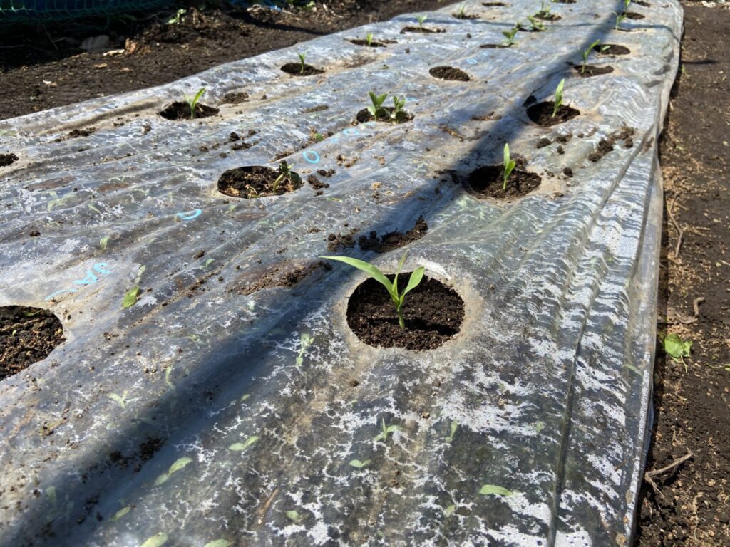 定植したトウモロコシ