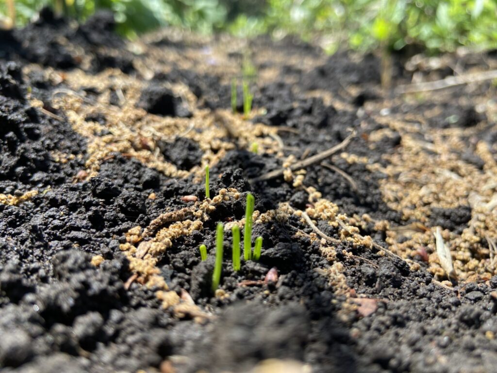 万能ネギの芽