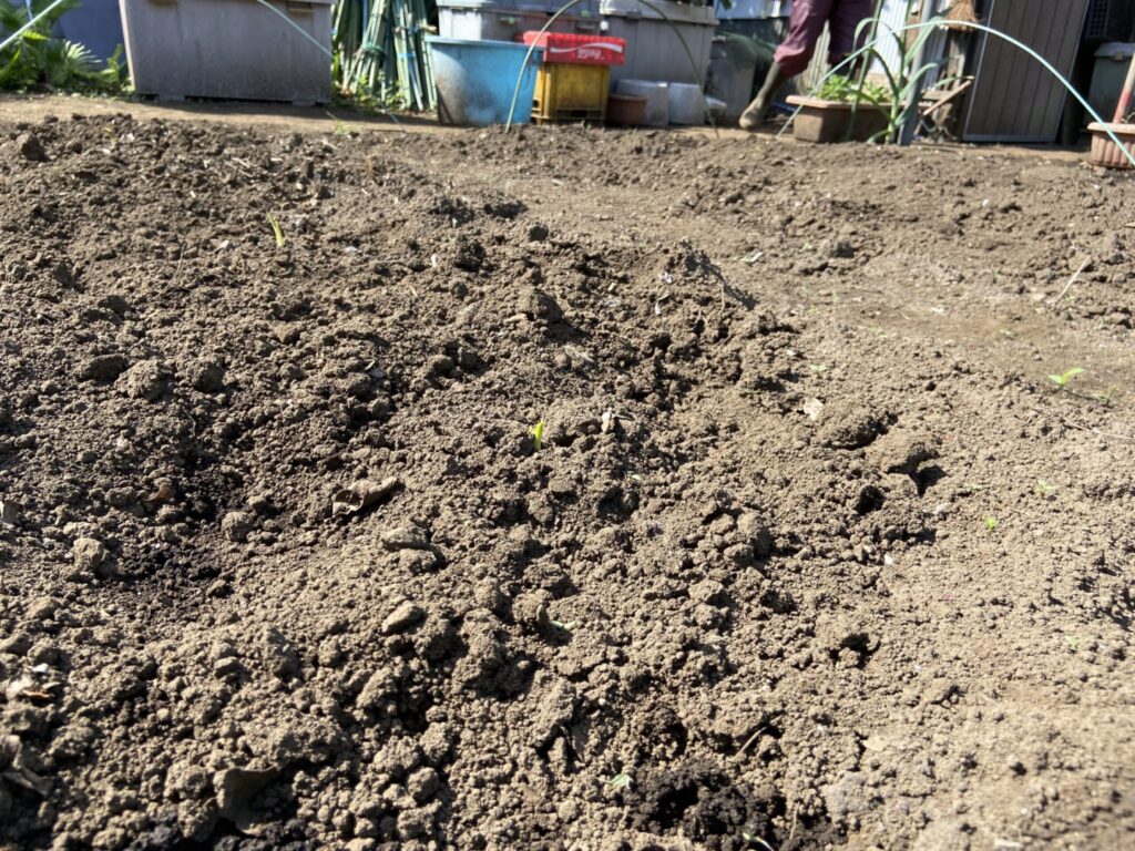 海老芋の芽
