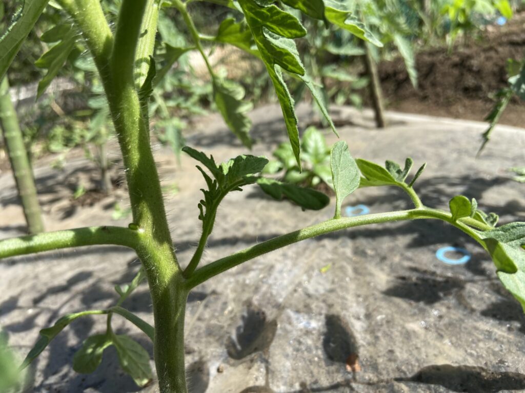 トマトの脇芽