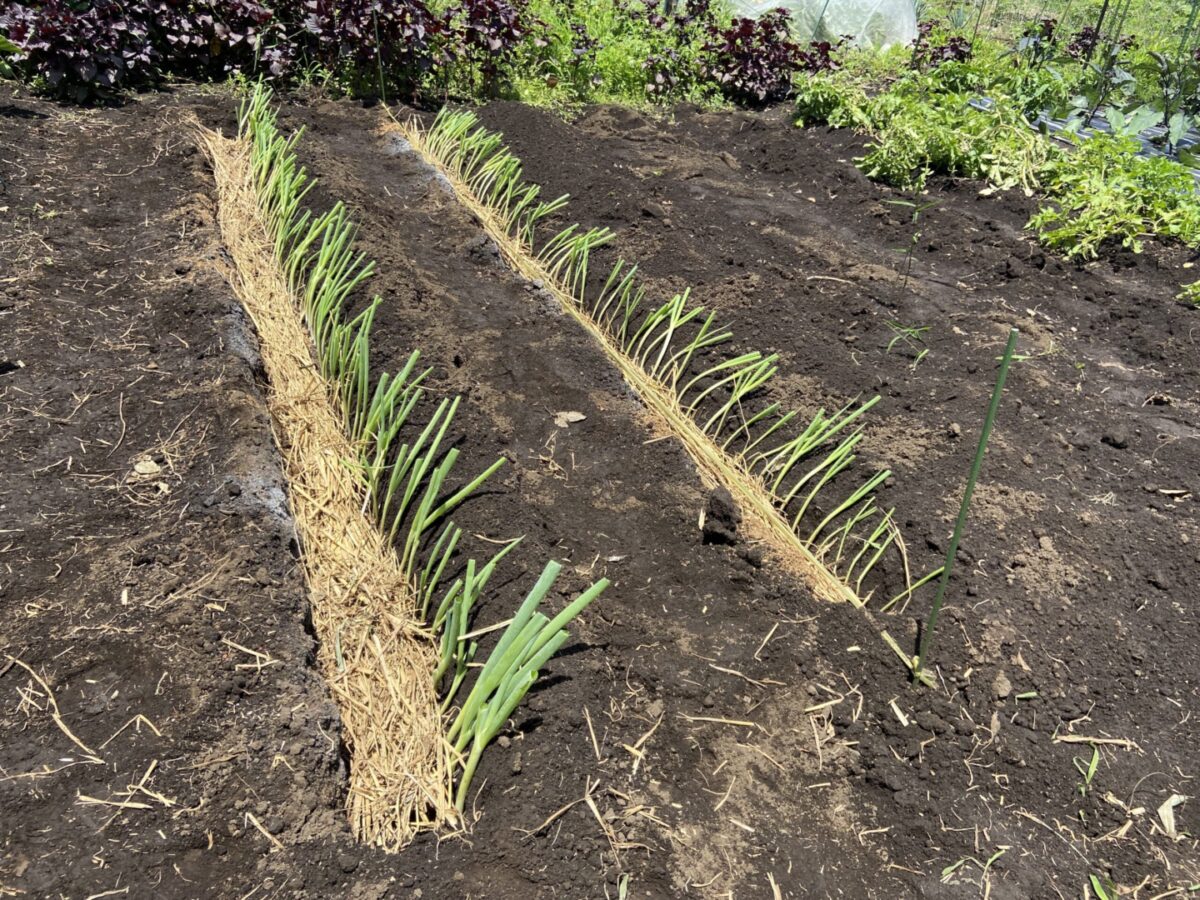 長ネギを定植した