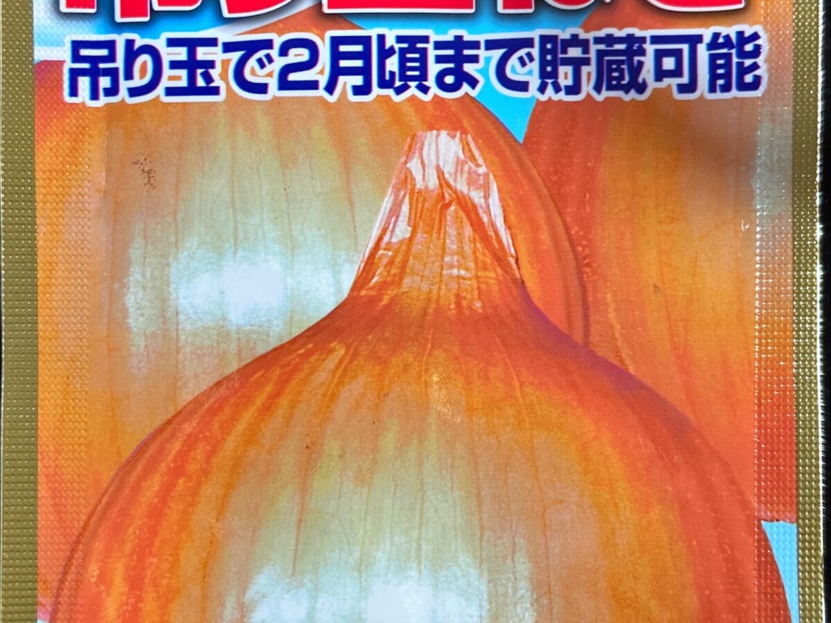 タマネギを播種