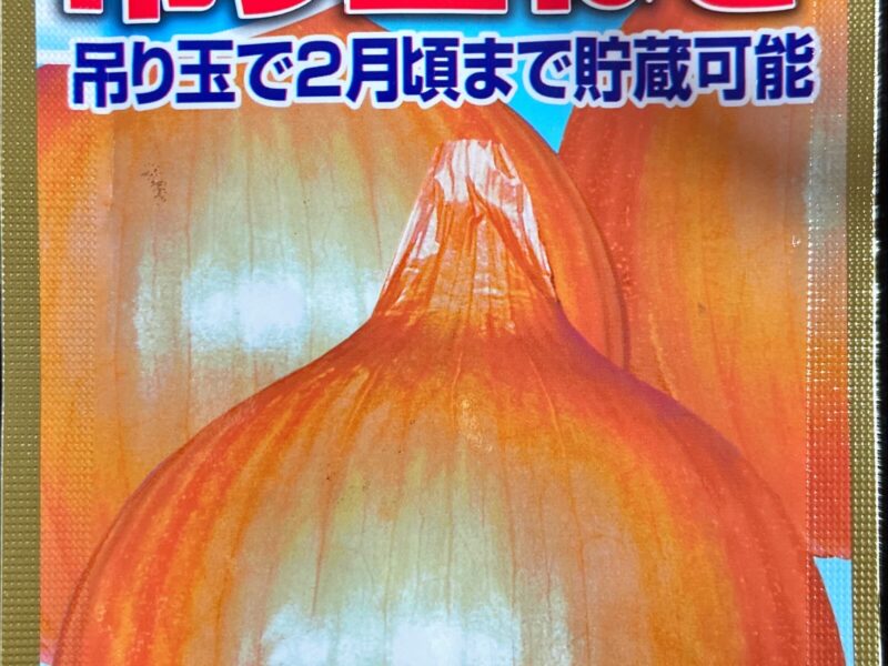 タマネギを播種