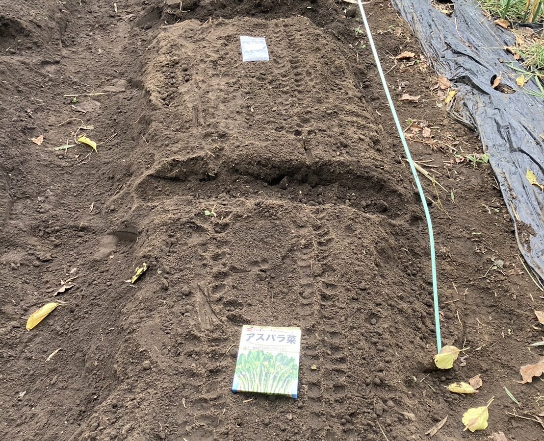 秋冬野菜各種を種まき