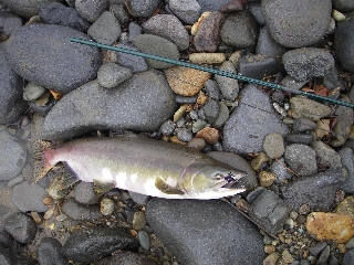 折れた竿で釣れた魚