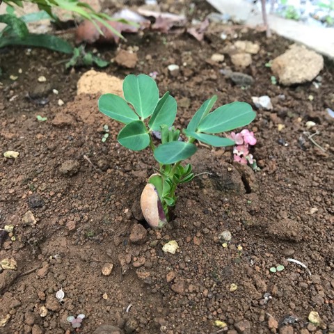 落花生の芽