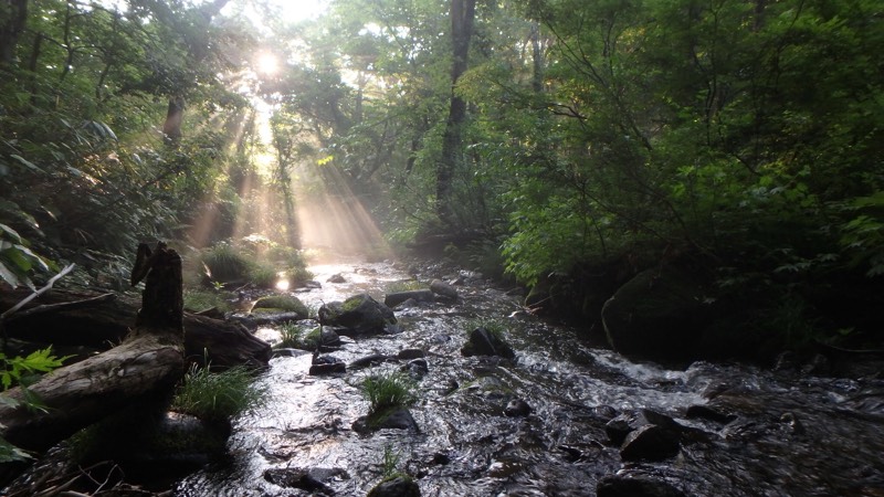 世界の珍しい鳥の名前